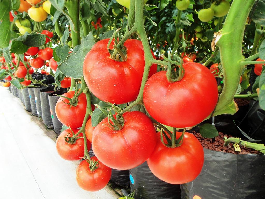 Mari Memanfaatkan Polybag Untuk Media Budidaya Tomat! - Lim Corporation
