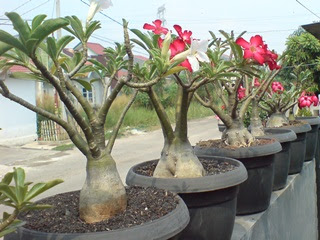 Merawat Bonsai Adenium Dengan Baik dan Mudah 
