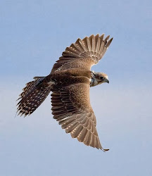bird falcon fastest flying falcons speed children air falco dive way easy diving