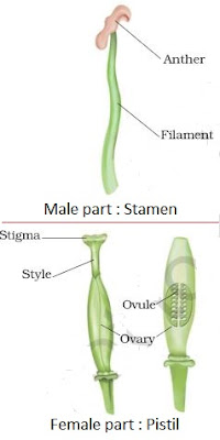 NCERT Solutions for Class 7th: Ch 12 Reproduction in Plants Science