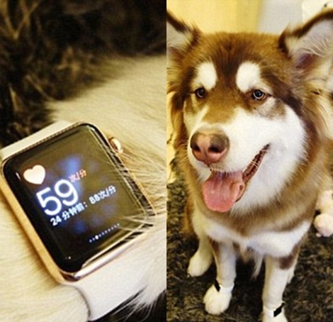 Image result for Chinese Billionaire Wang Jianlin's only son buys his pet dog eight 'iPhone 7s'