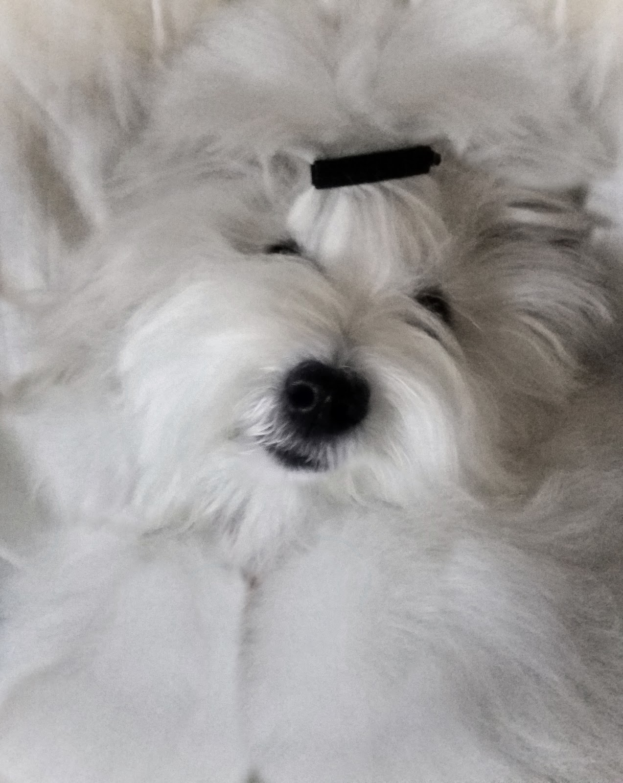 Simply Grand Coton de Tulear puppies, Coton de Tulear breeder, Coton