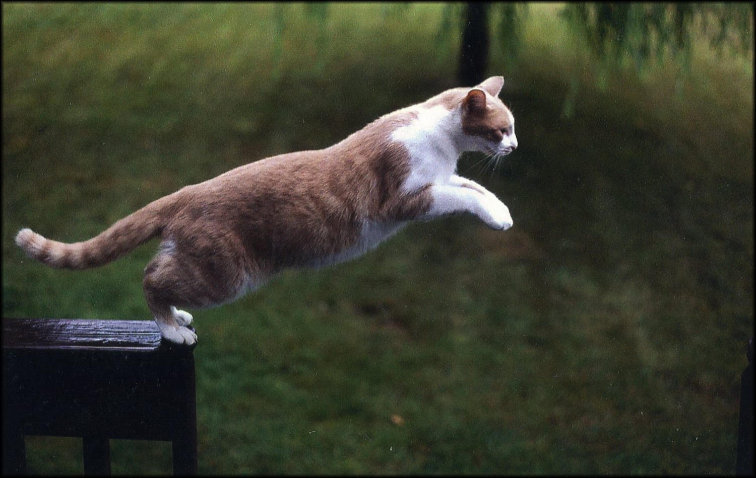 Включи кот бегать. Кот в прыжке. Кот бежит. Кот убегает.