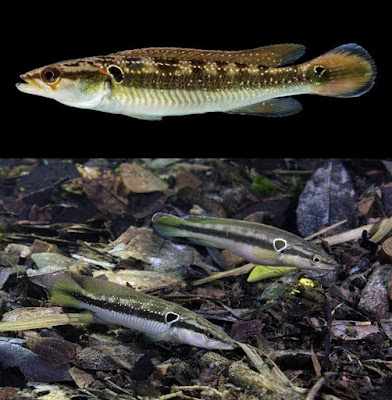 species new to science