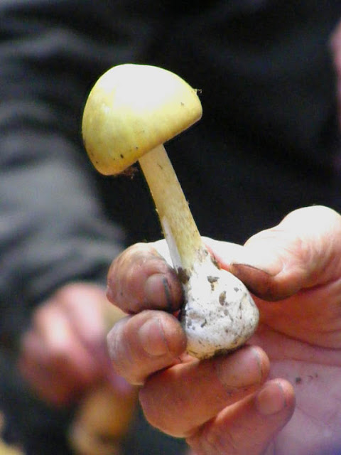 Death Cap Amanita phalloides. Indre et Loire, France. Photographed by Susan Walter. Tour the Loire Valley with a classic car and a private guide.