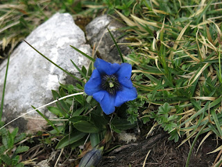 Immer wieder zierte Enzian unseren Weg