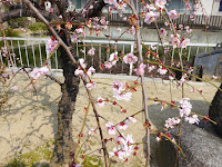 大阪天満宮　星合池の梅