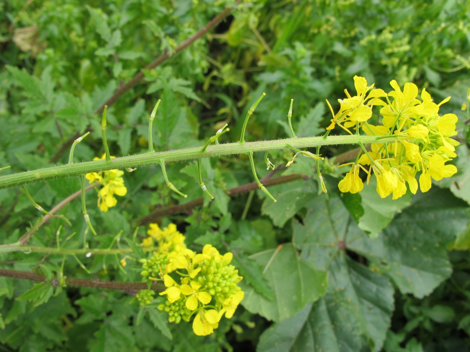FLORA NEL SALENTO e.. anche altrove Sinapis alba L. Brassicaceae