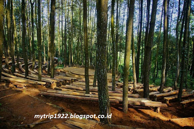 Hutan Pinus Imogiri-Yogyakarta Hutan Pinus Imogiri-Yogyakarta