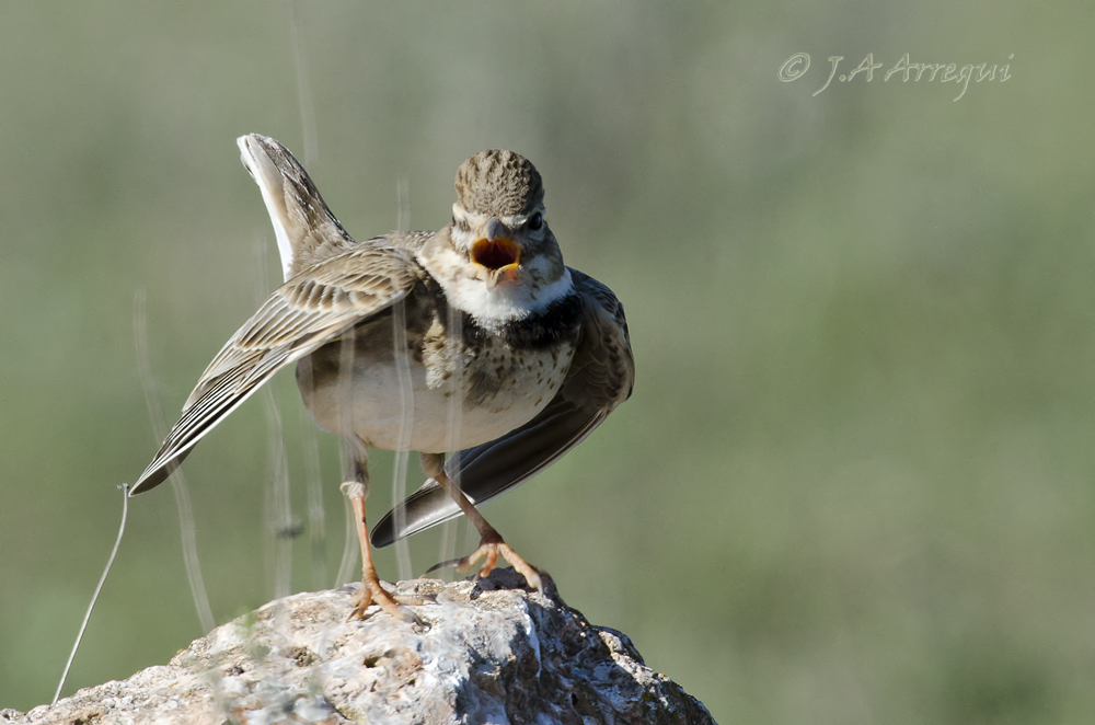 Calandria común, Melanocorypha calandra, Calandra Lark Calandria común, Melanocorypha calandra, Calandra Lark