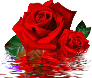 Rosas-con-reflejos-en-el-agua-gif.gif