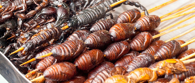Insectos comestibles en oaxaca