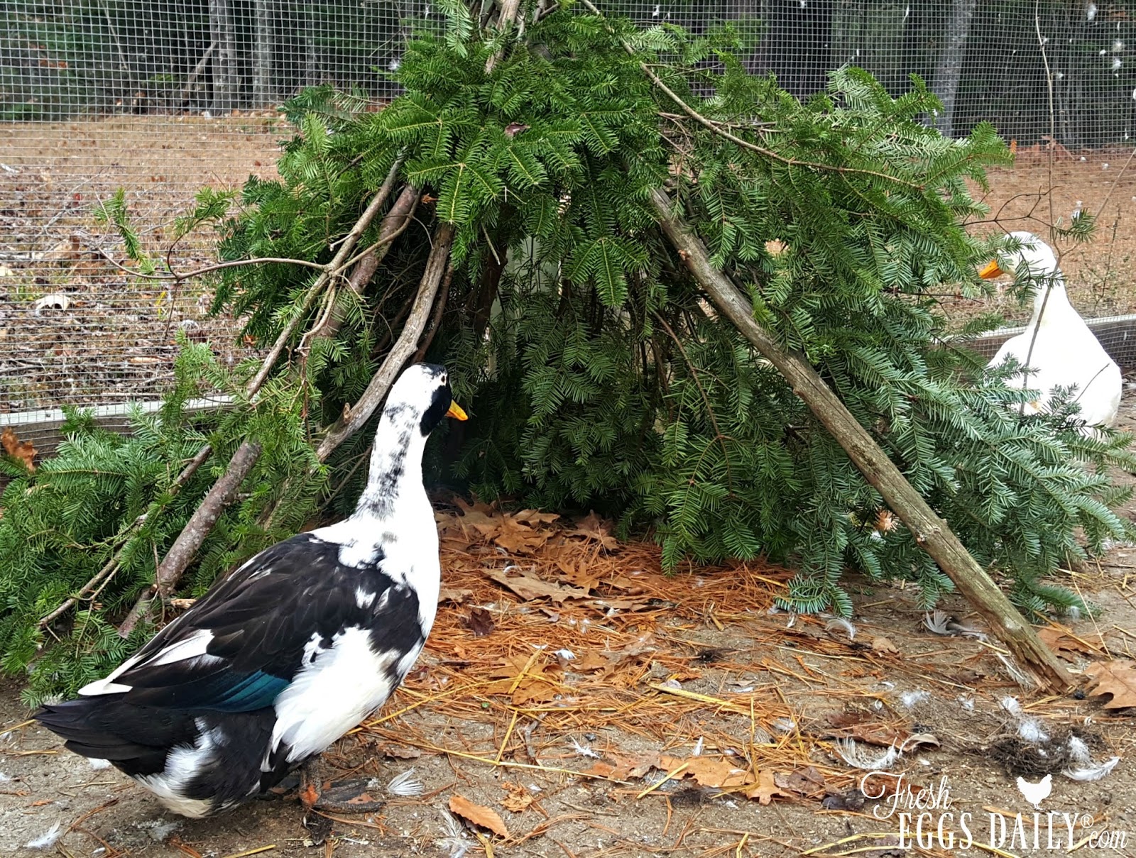 Easy DIY Duck or Chicken Teepee Fresh Eggs Daily® with Lisa Steele