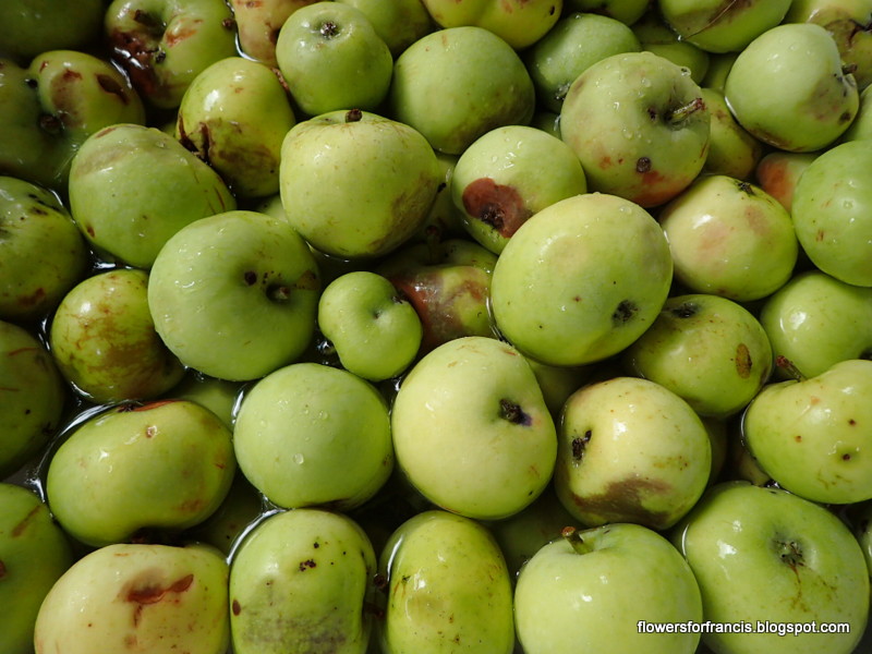 Flowers For Francis The June Apples
