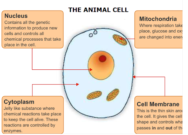 MATOKEO YA MITIHANI - Examination Results: Cell Structure and Organization