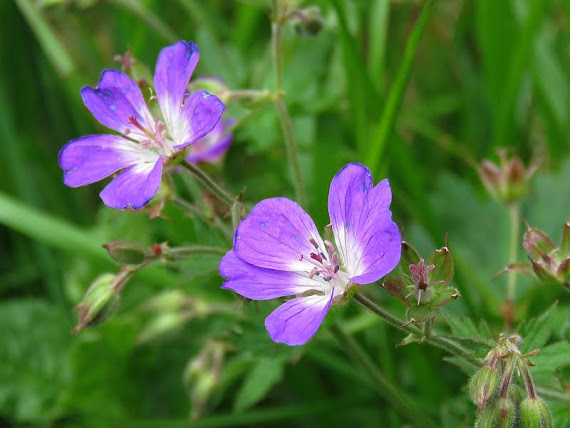 Bodziszek łąkowy (Geranium pratense) bodziszek