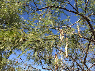 Prosopis laevigata, Mezquite Prosopis laevigata, Mezquite