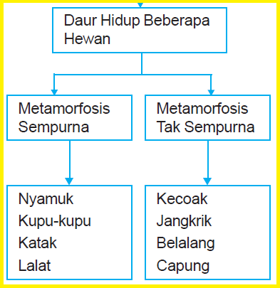 Metamorfosis Sempurna dan Tidak  Sempurna Pada Daur  Hidup  