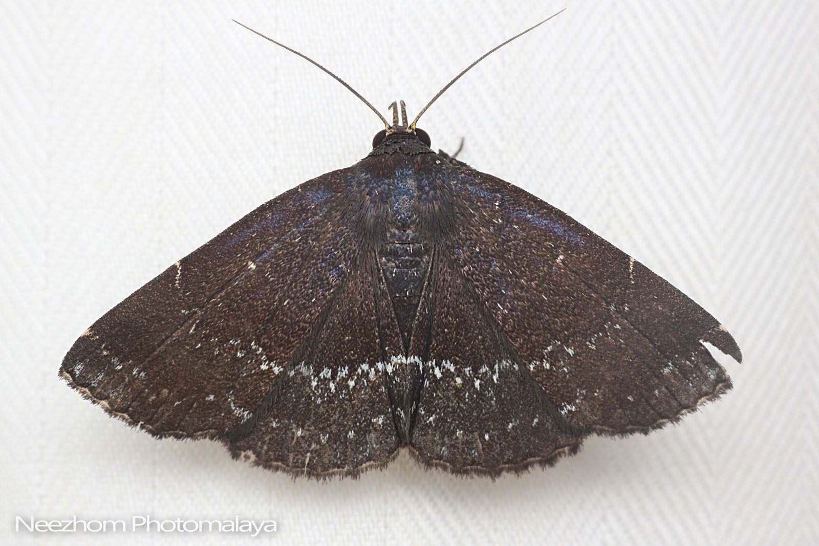 Moth wings patterns collection ~ Neezhom