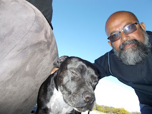 Staffordshire terrier at "Skydive Cape Town" hangar/Office.