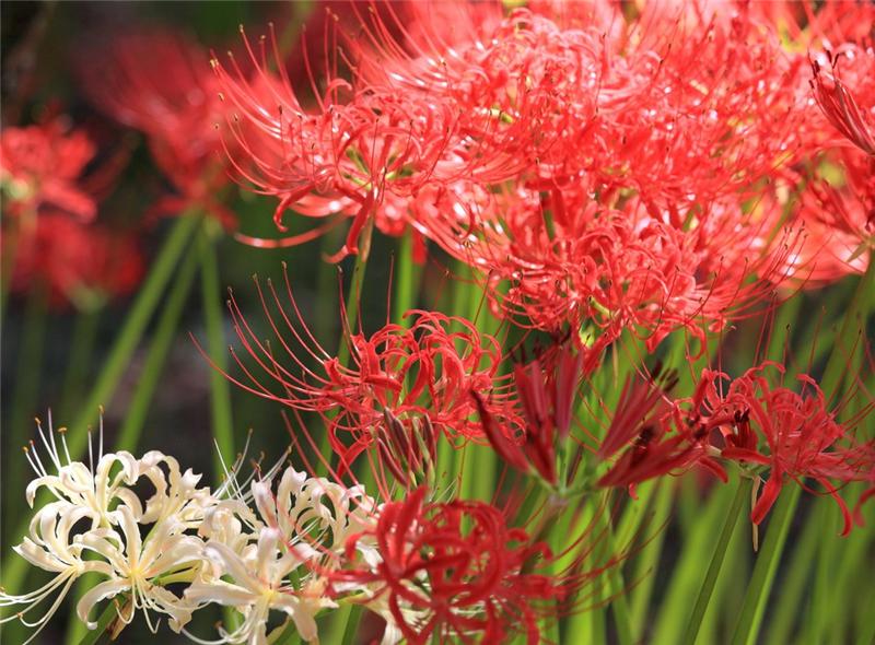 Red Spider Lily at Kinchakuda Park, Japan ~ Love-sepphoras
