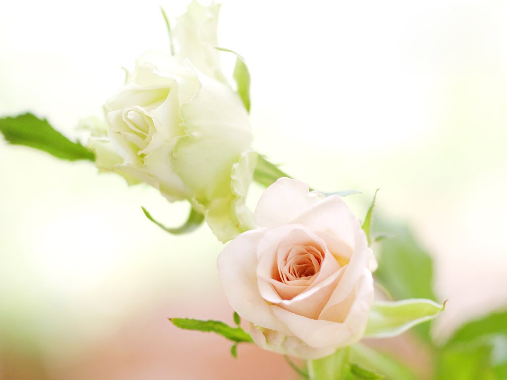 flowers for flower lovers.: White rose desktop hd wallpapers.