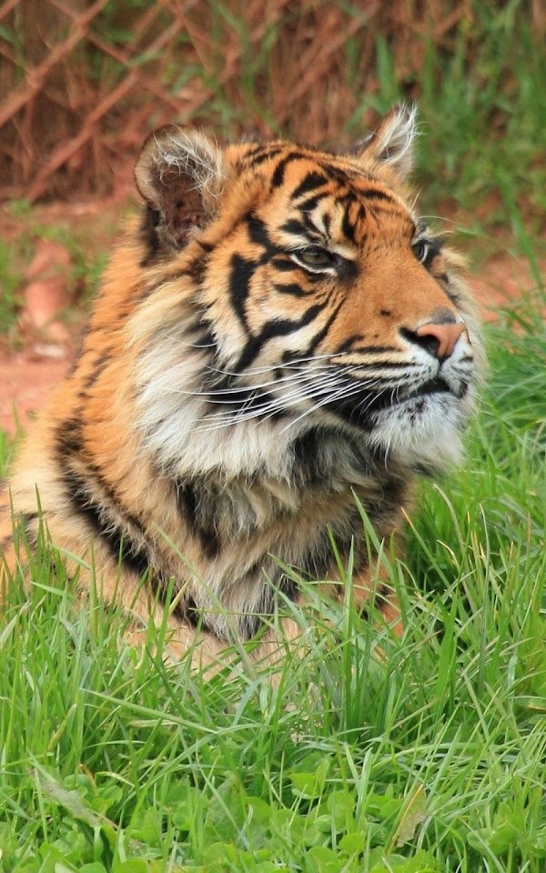 Tiger Big Cat Wild  Galaxy Note HD Wallpaper
