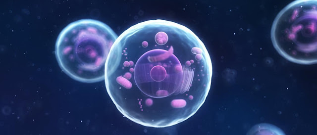 Nucleo celular y biologia