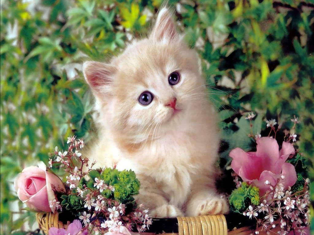 HD Wallpaper of Cute Cat | HD Wallpapers
