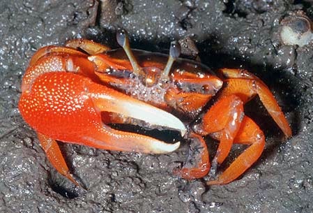 Fiddler crab facts Facts About All