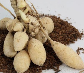 Jarang DiKetahui.!!Manfaat Kunyit Putih Untuk Kesehatan