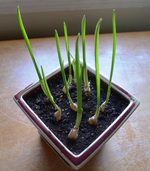 Think You Have a Green Thumb? Learn How to Grow Garlic Indoors