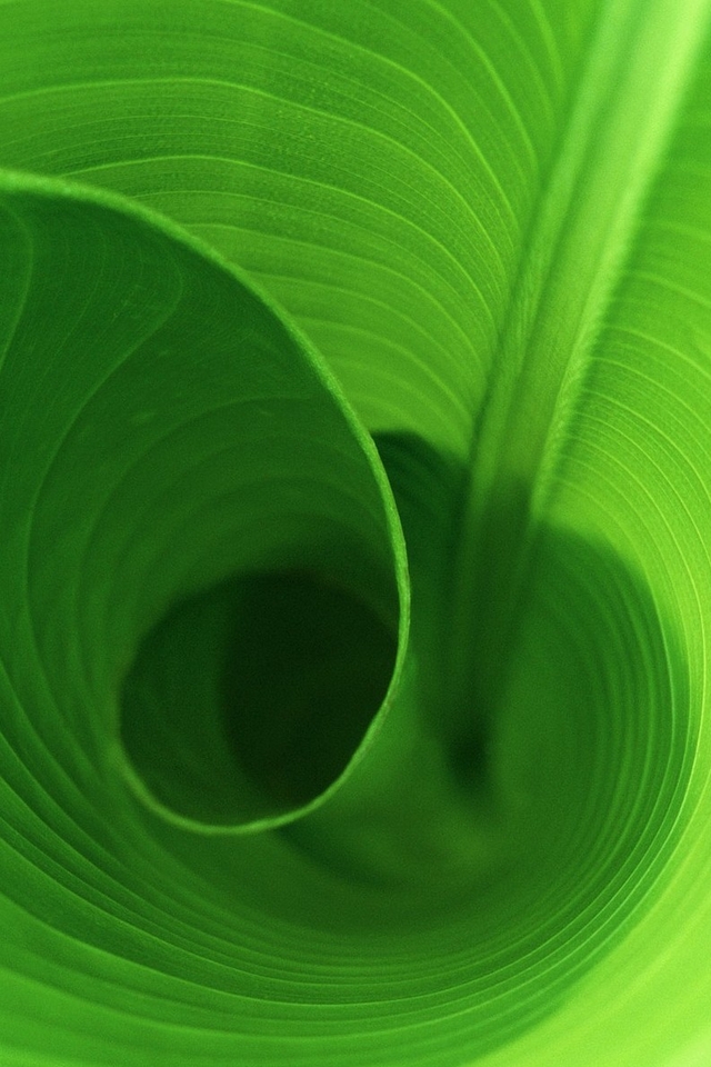 Banana leaves - Download iPhone,iPod Touch,Android Wallpapers