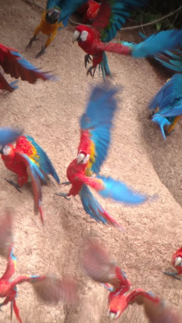 macaw clay lick