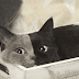 Kitten Born With An Extraordinary Face Grows Up To Be An Incredibly Adorable Cat