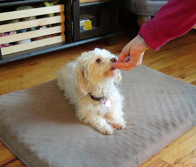 Teaching your dog to Roll Over is one of the easiest tricks to teach dogs