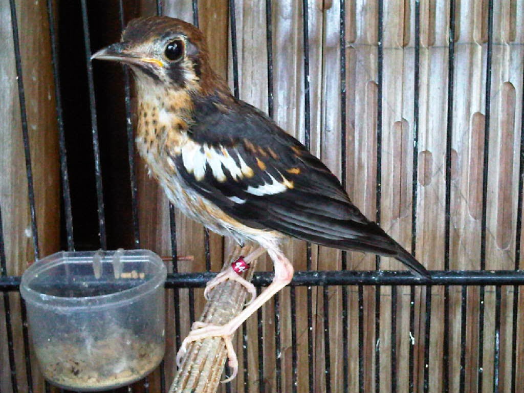 Anis Kembang Mandek Bunyi Karena Bising Ternak Burung