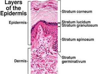 Skin layers