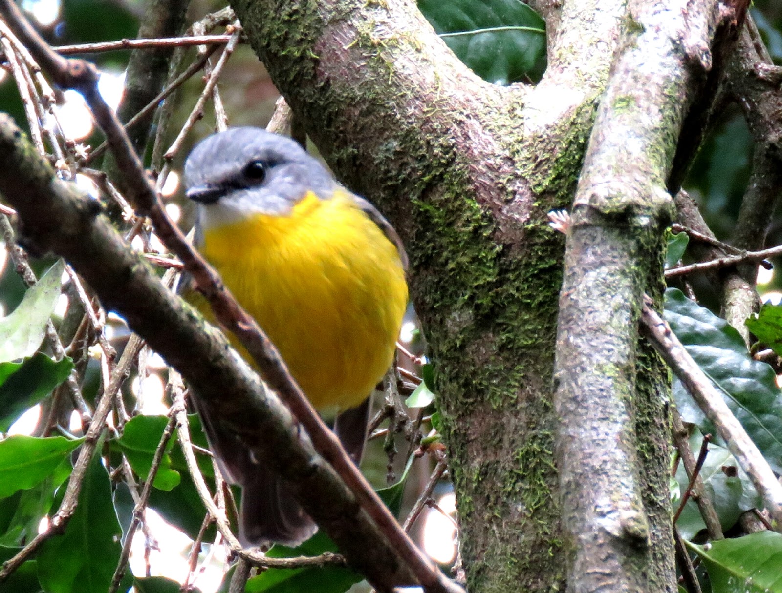 Bird & Travel Photos, Birding Sites, Bird Information EASTERN YELLOW ROBIN, O