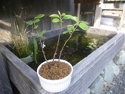 柿　ミニ盆栽
