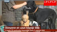 Rekorlar Kitabına Giren Dünyanın En Uzun Köpeği Rekorlar Kitabına Giren Dünyanın En Uzun Köpeği