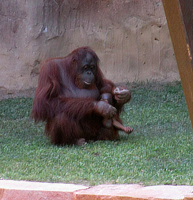 A Sloth In Spanish Moving with Mitchell