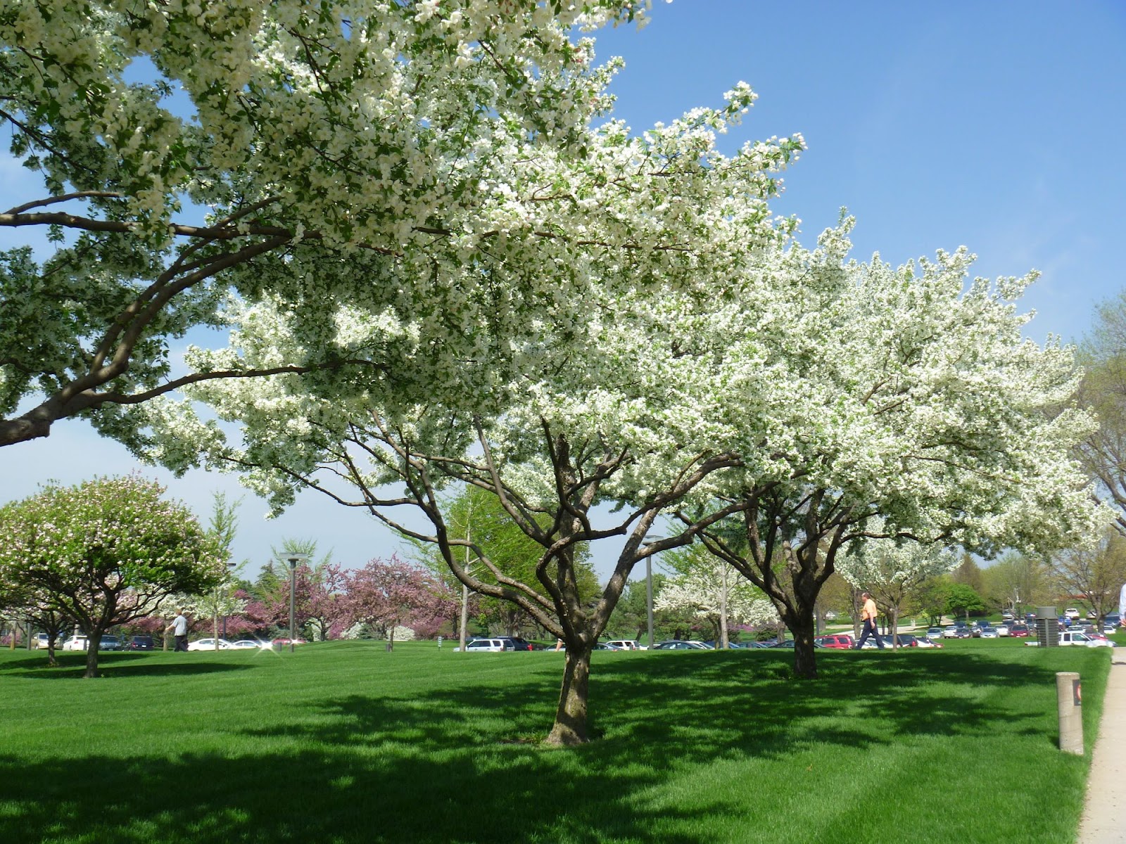 My Homemade Iowa Life: Spring blooms, part 2