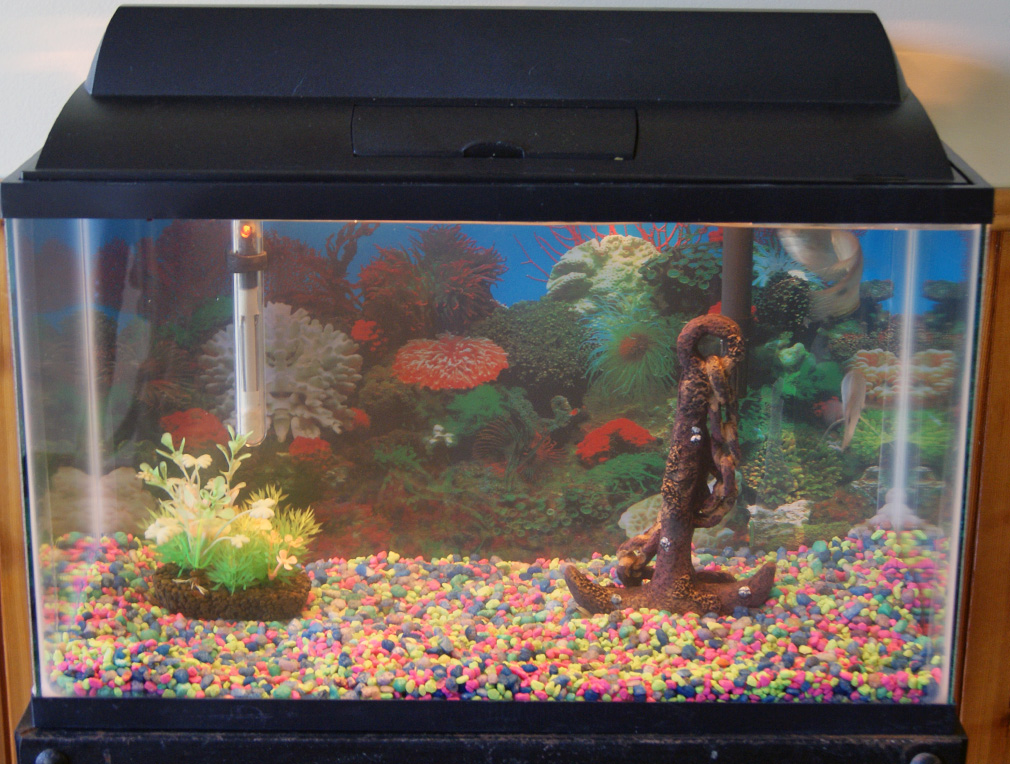 Ann's Snap Edit Scrap Thank God for leaky fish tanks