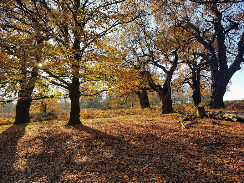 秋天的 Richmond Park，獨自思考生活