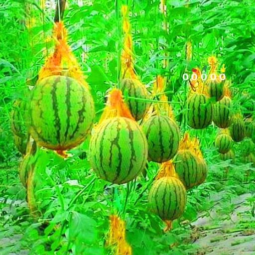 Escape Fruit Sense Ajaz Escape Games