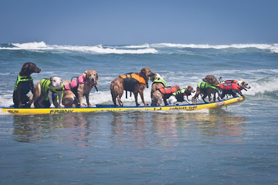 Surf Dog Surf Dog