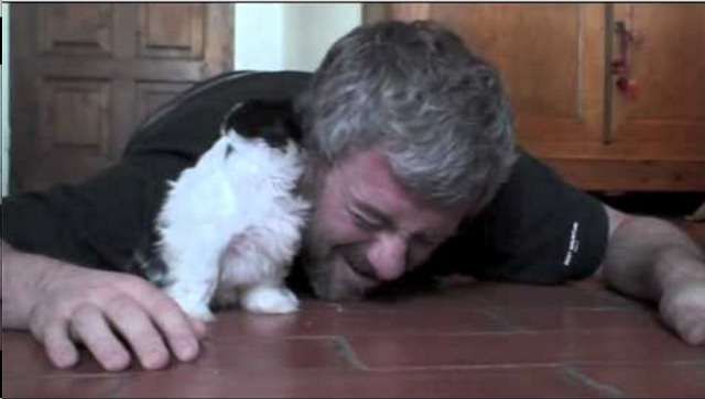 Temperamento do shih tzu fora de casa