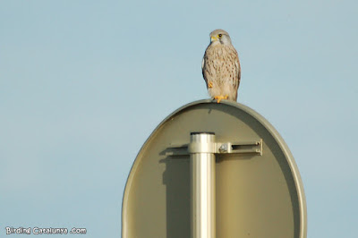 Xoriguer comú (Falco subbuteo)
