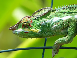 Furcifer pardalis - Caméléon panthère - Endormi Furcifer pardalis - Caméléon panthère - Endormi